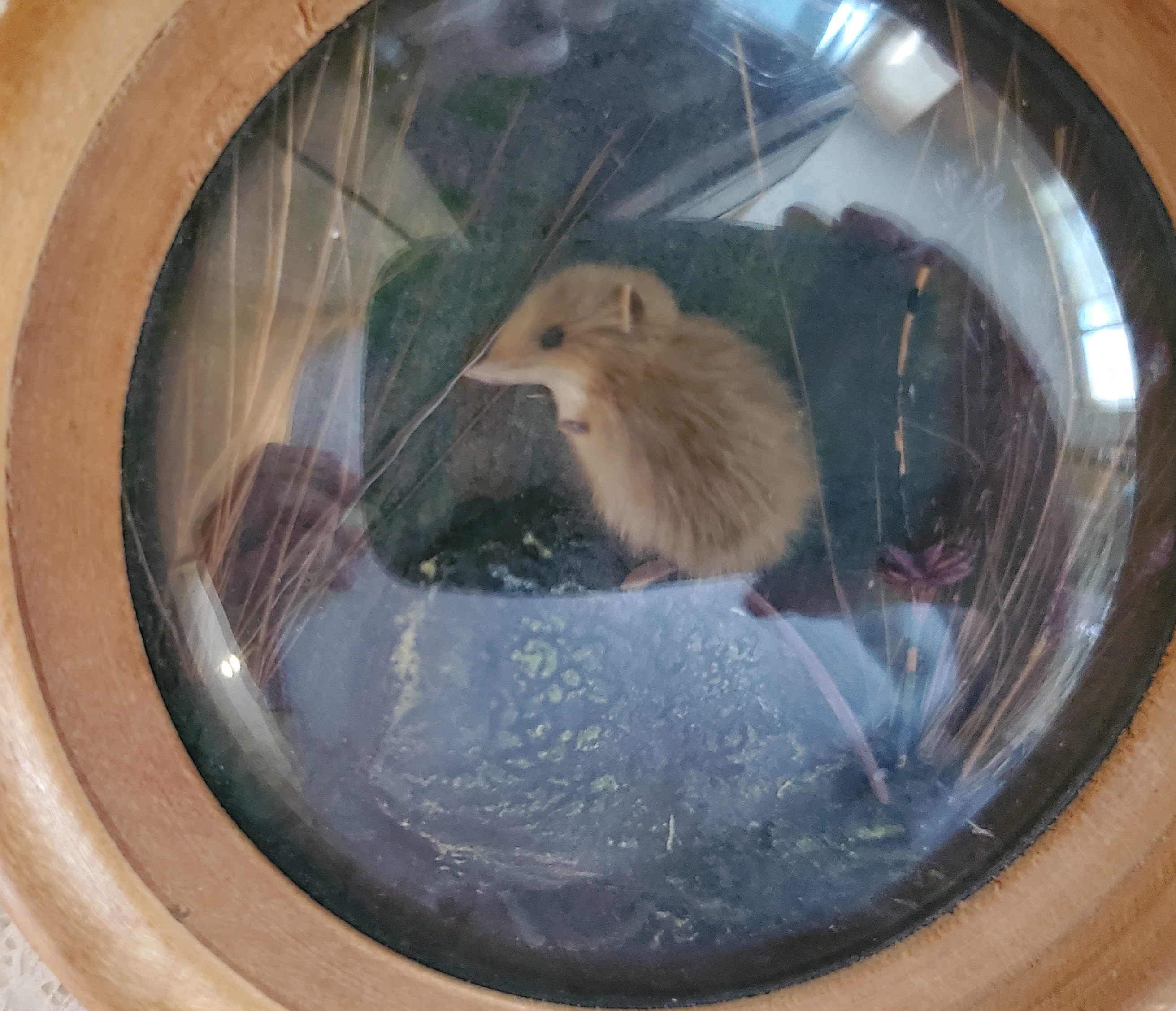 Pygmy Mouse